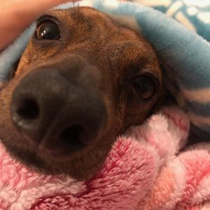 Meet your Posher, Eva